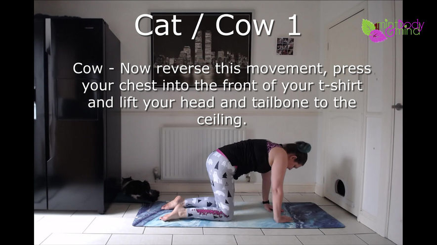 Beginners to Winners CatCow 1